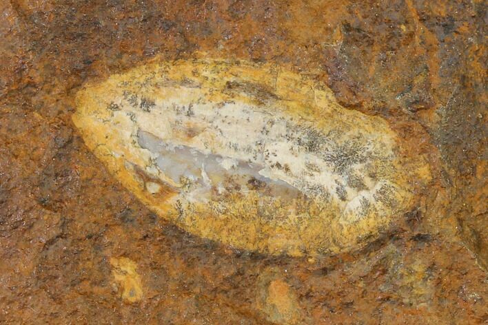 Unidentified Fossil Seed From North Dakota - Paleocene #145353